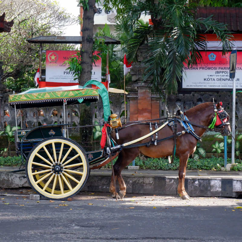 Horse and cart in Denpasar Bali.jpg