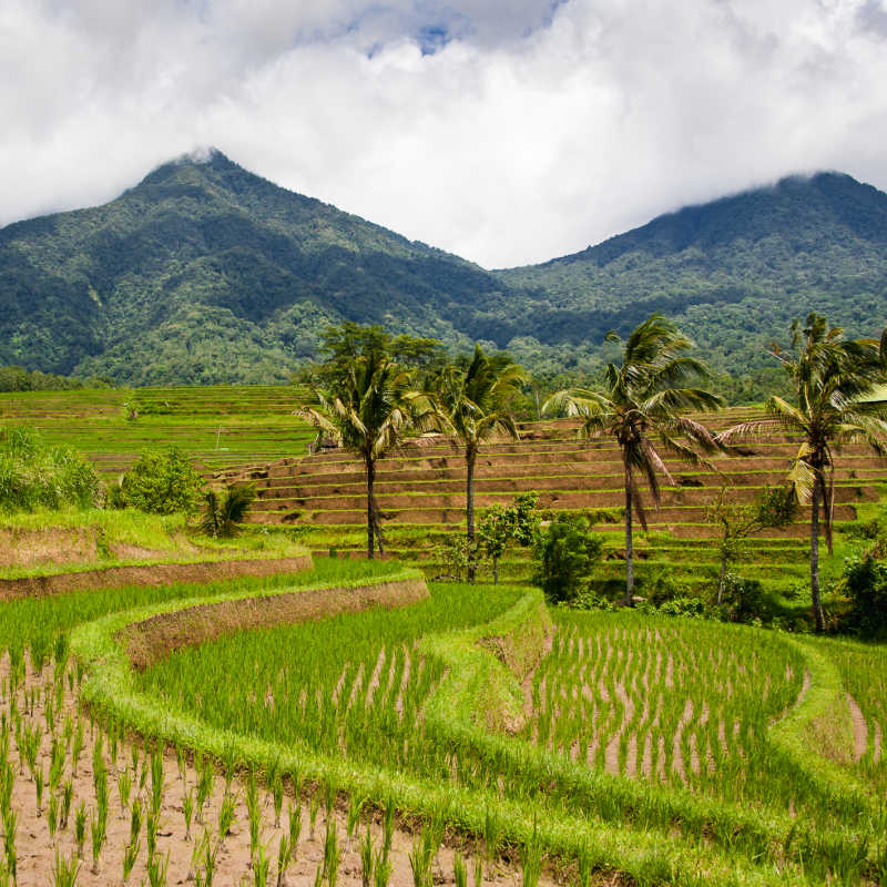 Mount-Batukaru-and-Tabanan-Hills-Over-Rice-Paddie