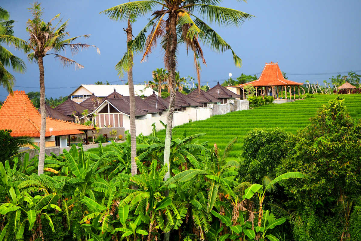 New villas and apartments by rice paddie in Bali.jpg