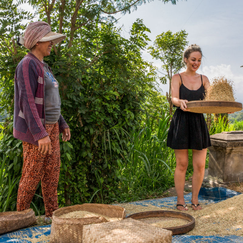 游客-在巴厘岛-村庄-旅游-尝试-水稻-脱粒-