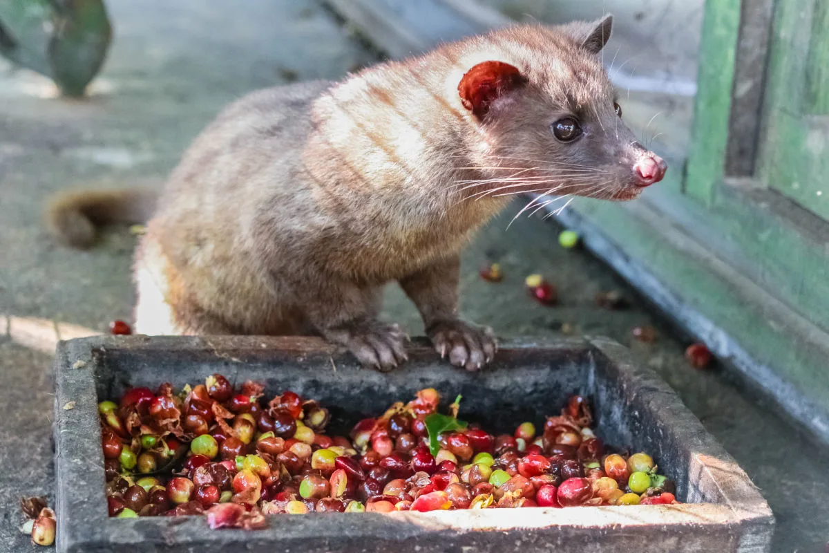 Civet Cat Coffee Kopi Luwak.jpg