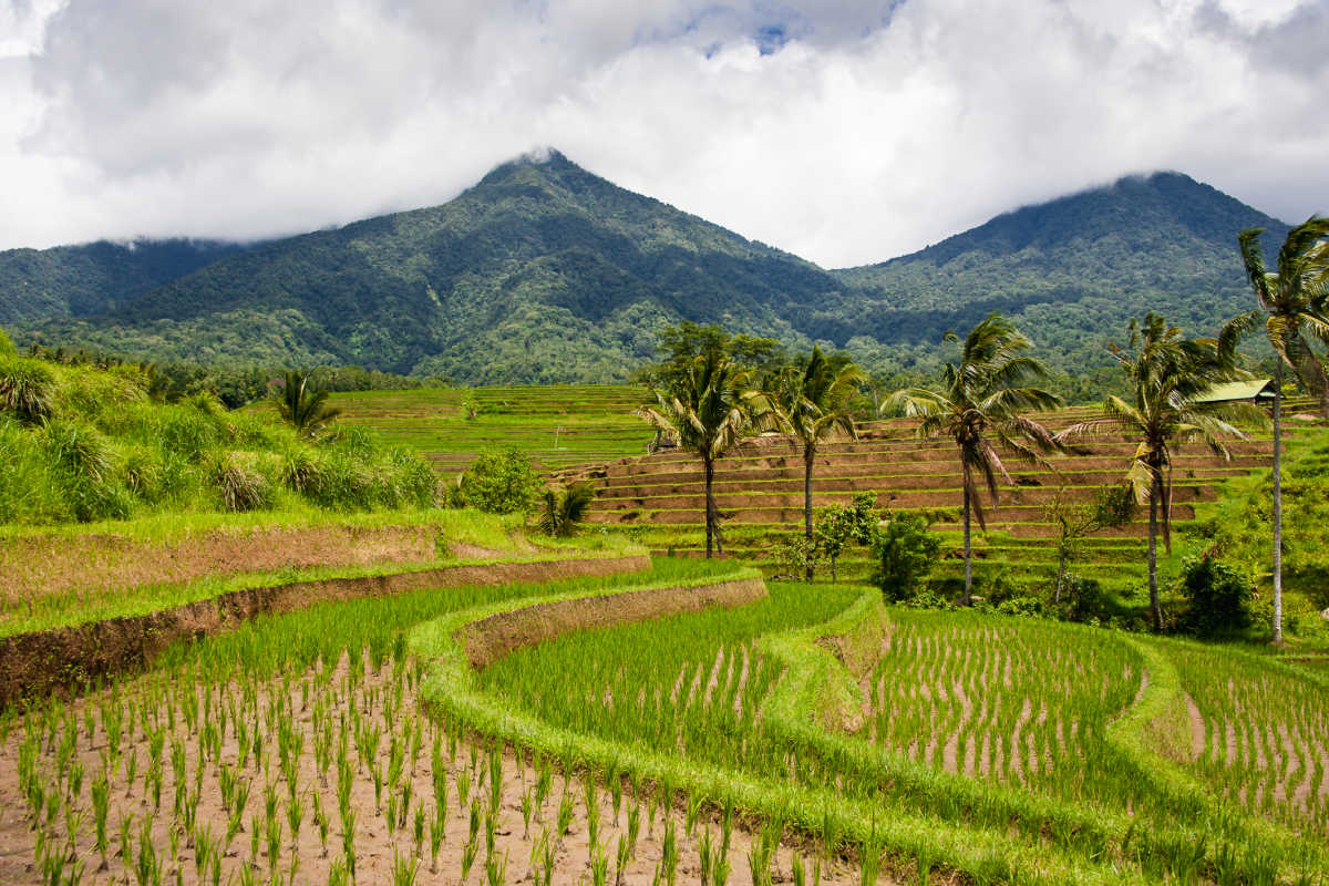 Mount Batukaru and Tabanan Hills Over Rice Paddie.jpg
