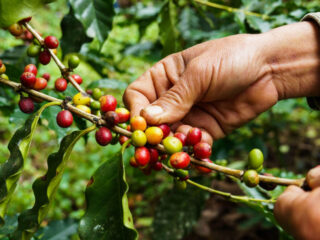 Tourists Seek Ethical Coffee Plantation Tours In Bali.jpg