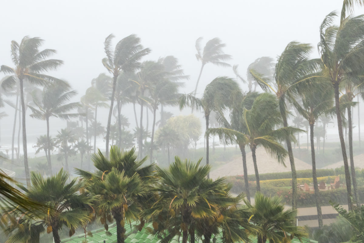 Storm in Bali Over Palm Trees Rain.jpg
