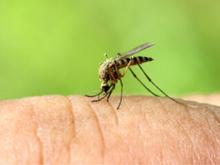 Bali Tourist Should Take Precautions Against Dengue Fever 