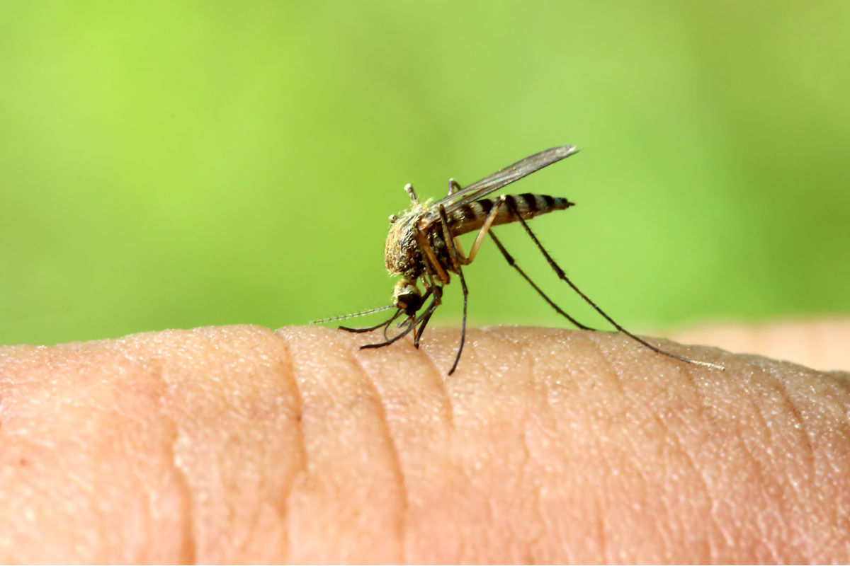 Mosquito on Hand.jpg