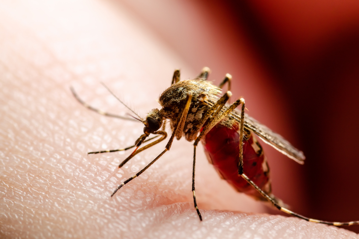 Mosquito on Skin.jpg