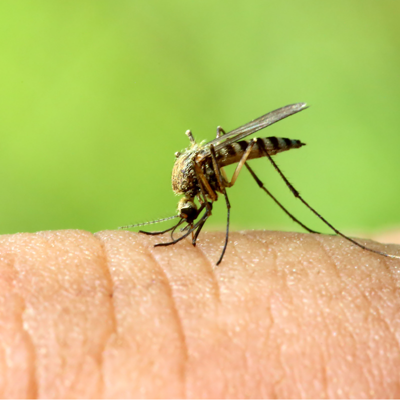 Mosquito on Hand.jpg