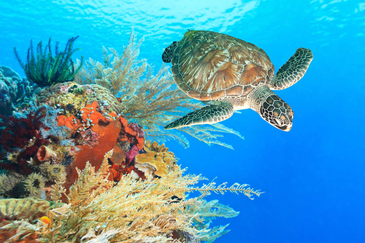 Turtle Swims Over Coral Reef.jpg