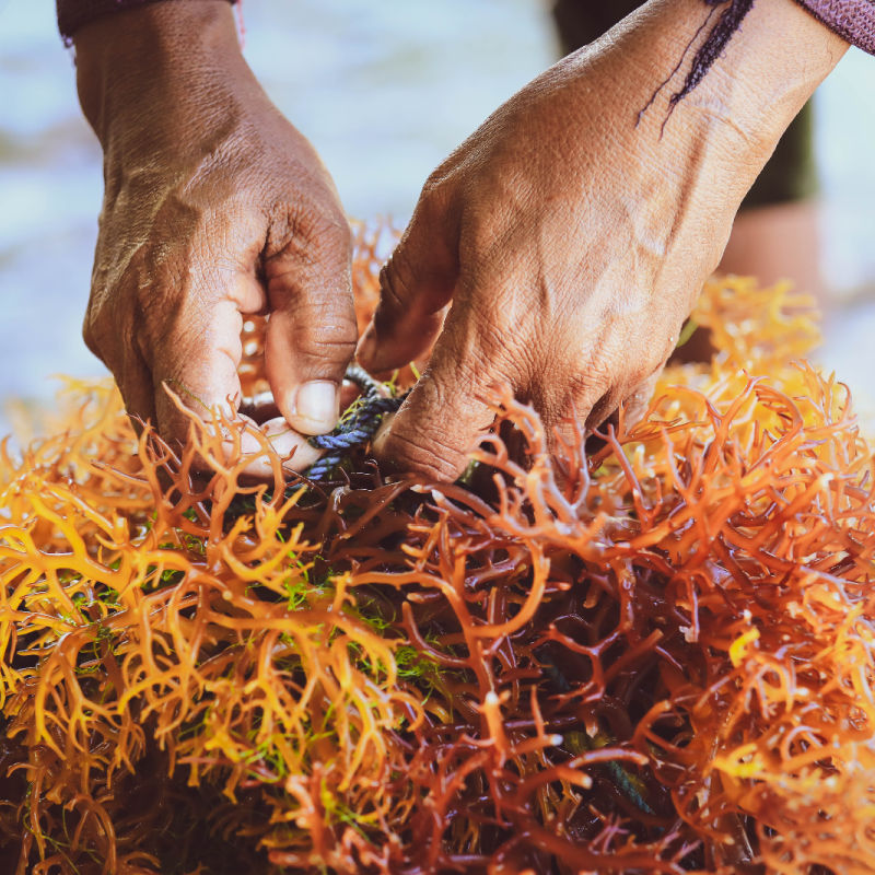 Seaweed-Farmer-Hands-Close