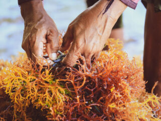 Seaweed Farming Could Be The Next Big Tourist Attraction In Bali