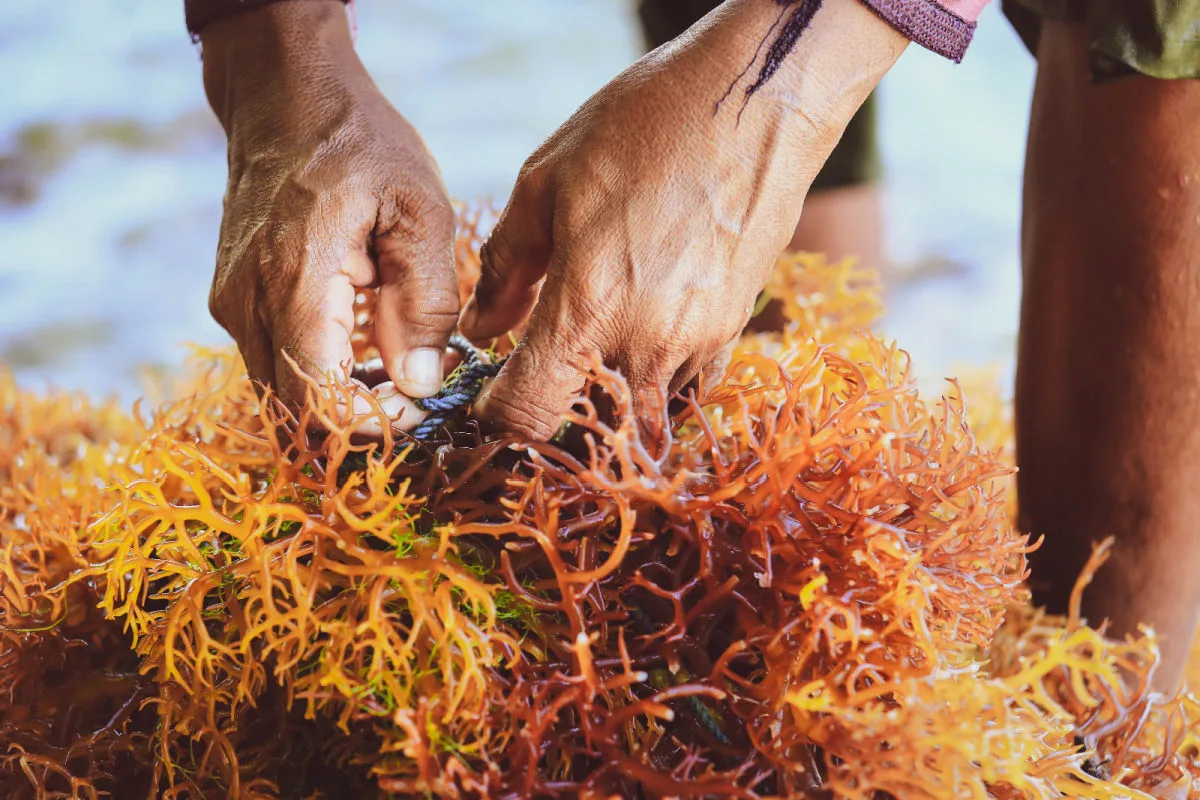 Seaweed Farmer Hands Close.jpg
