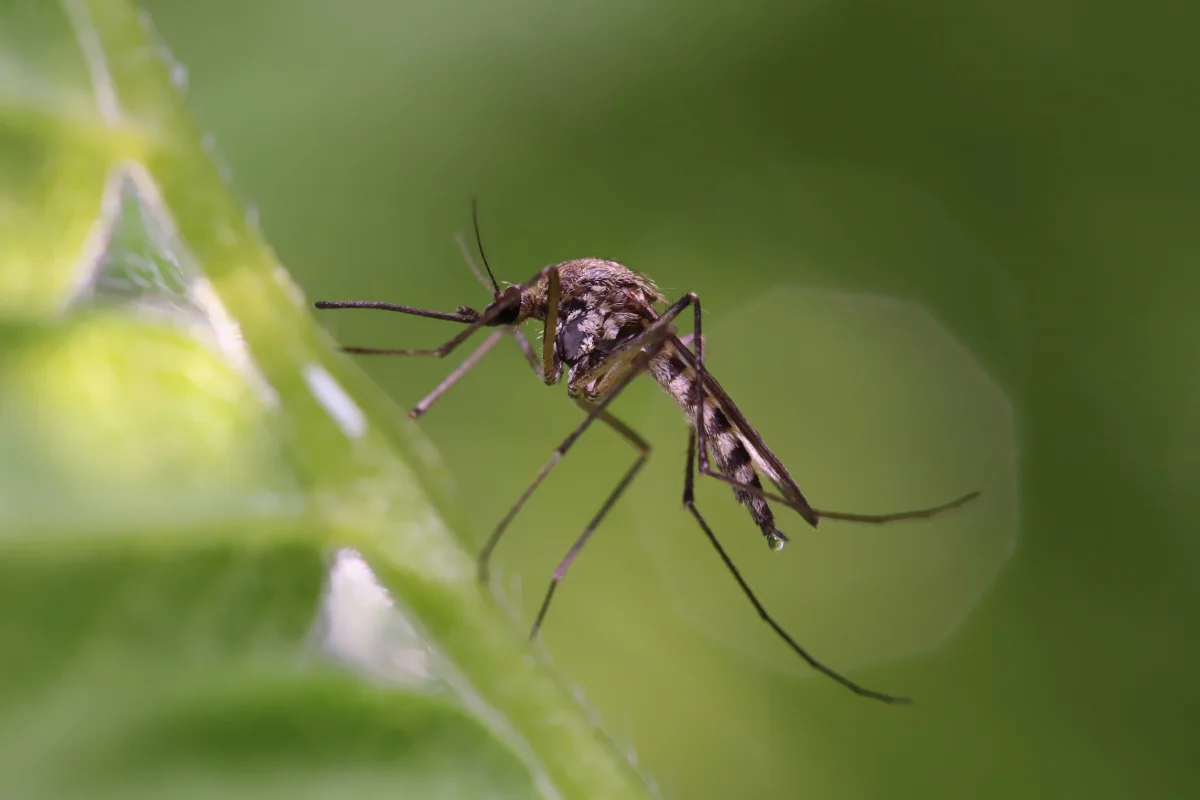 Mosquito Close Up On Leaf.jpg