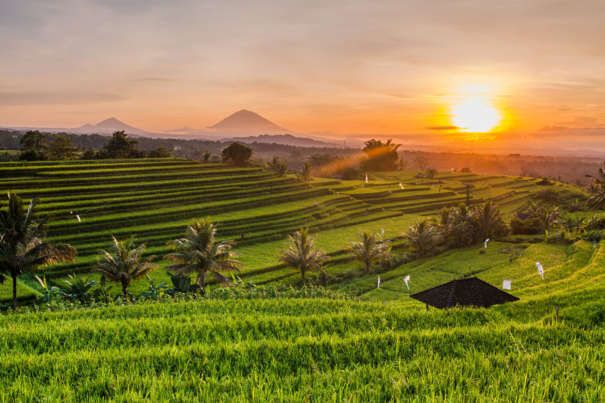 View of a rice terrace in Bali
