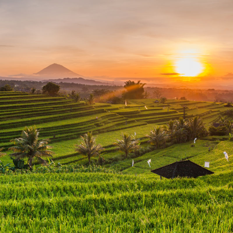 Sunset-Over-Bali-Rice-Terrace