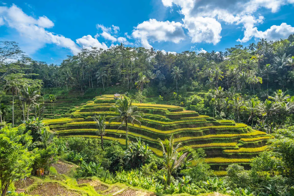 Rice Terraces in Tegalallang.jpg