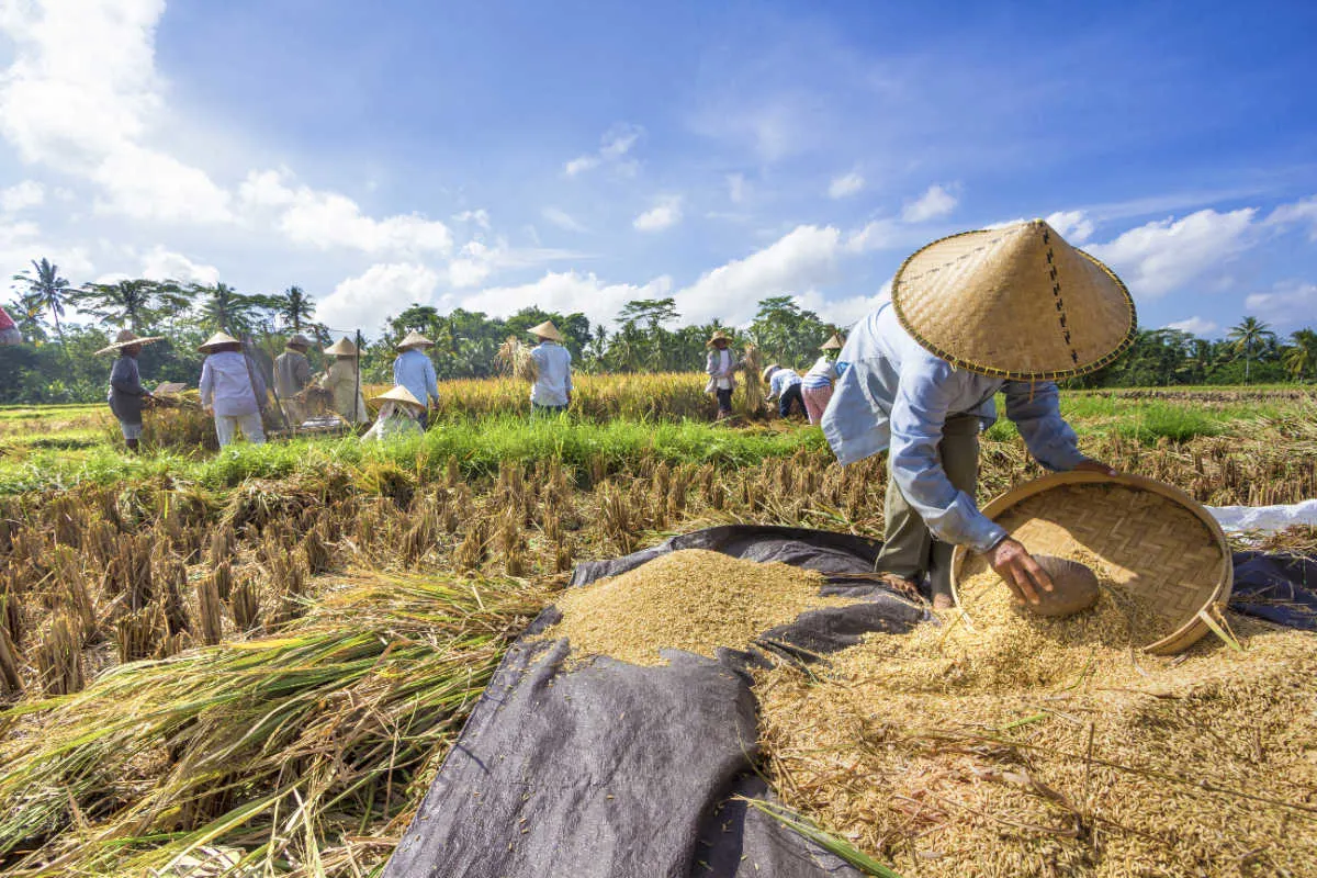 Rice Farmers in Bali.jpg