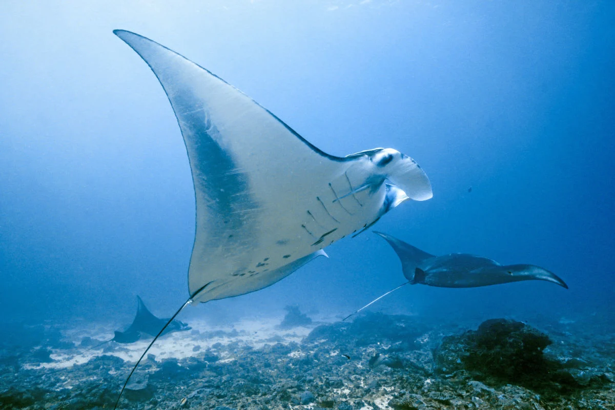 Manta Ray off Nusa Penida Bali.jpg