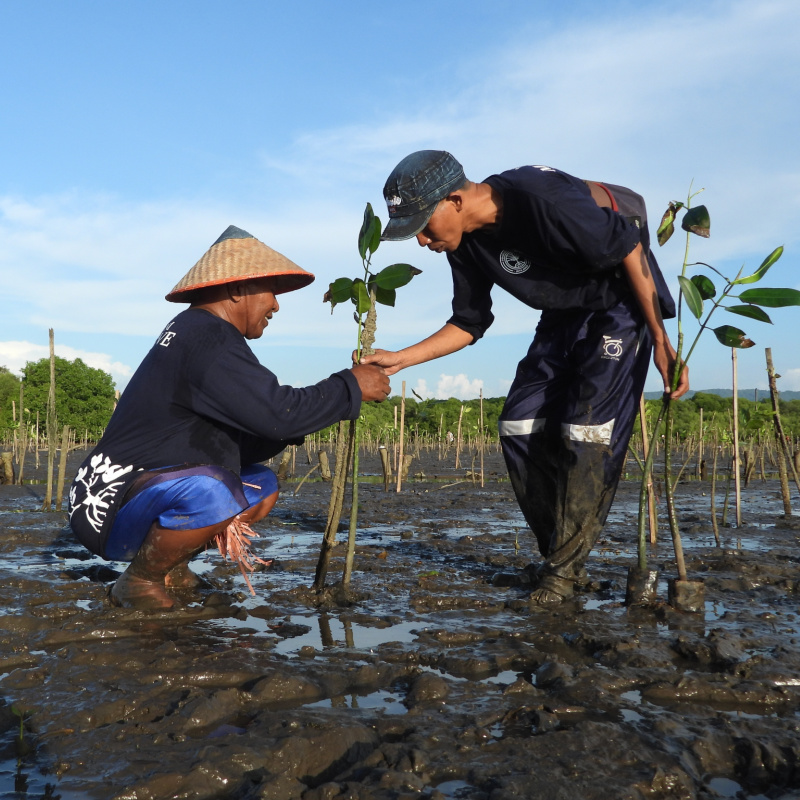 Farmers-Pkant-MangroveTrees-on-Bali-Coast