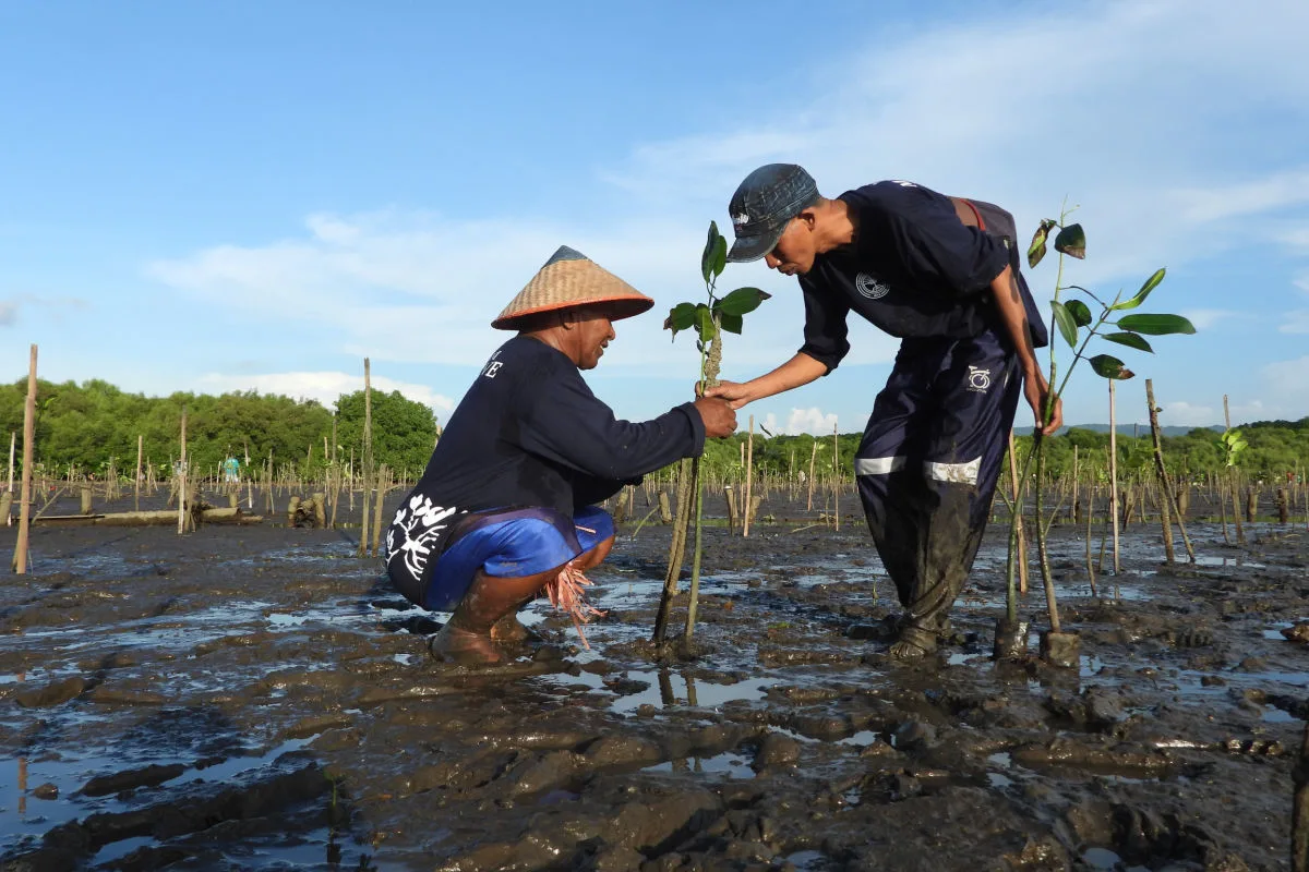 Farmers Pkant MangroveTrees on Bali Coast.jpg