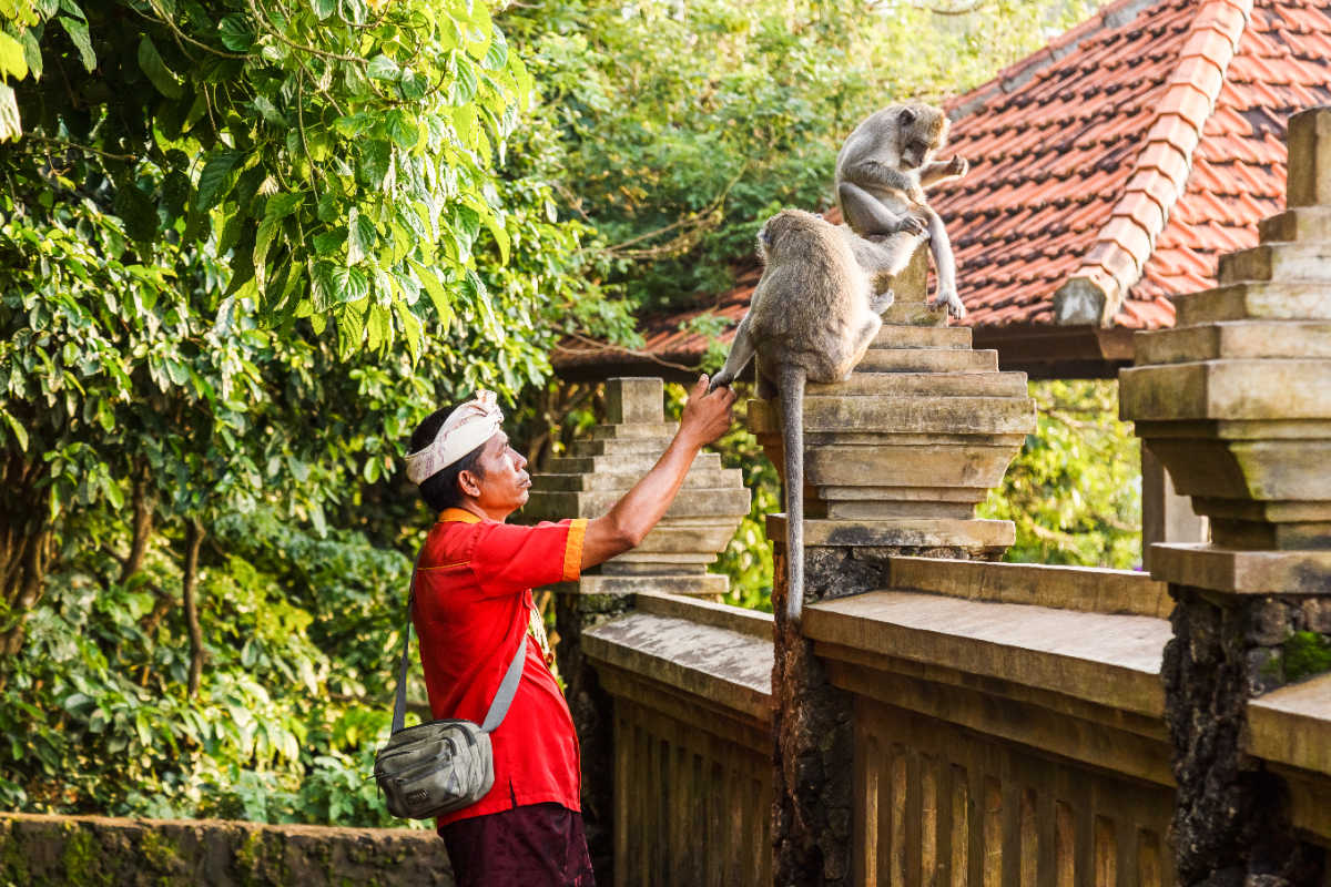 Tourism officer at Uluwatu Temple interacts with monkeys.jpg