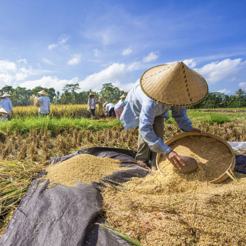 Rice Farmers in Bali.jpg