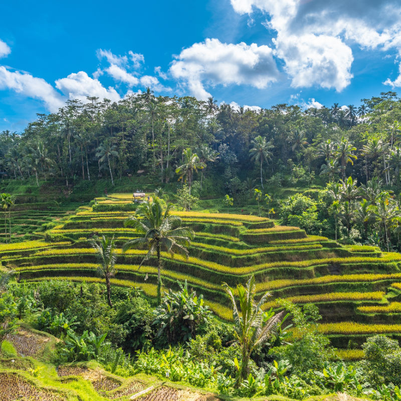 Rice terraces in Tegalallang