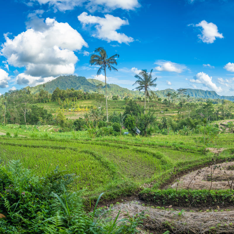 Sideman-Rice-Paddies-in-Bali