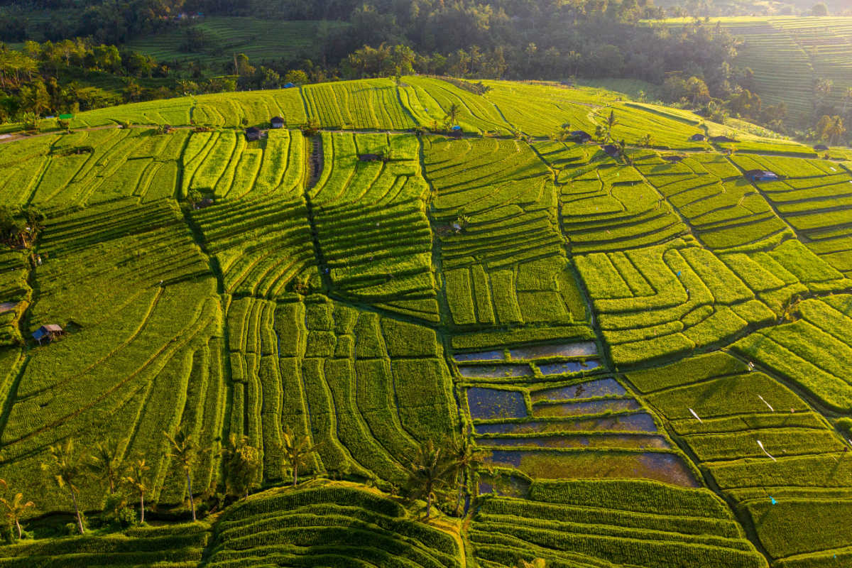 Jatiluwih Rice Terraces.jpg