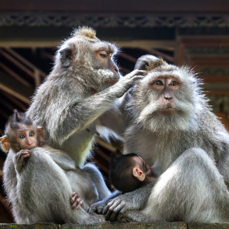 Monkeys-At-Ubud-Monkey-Forest-in-Bali