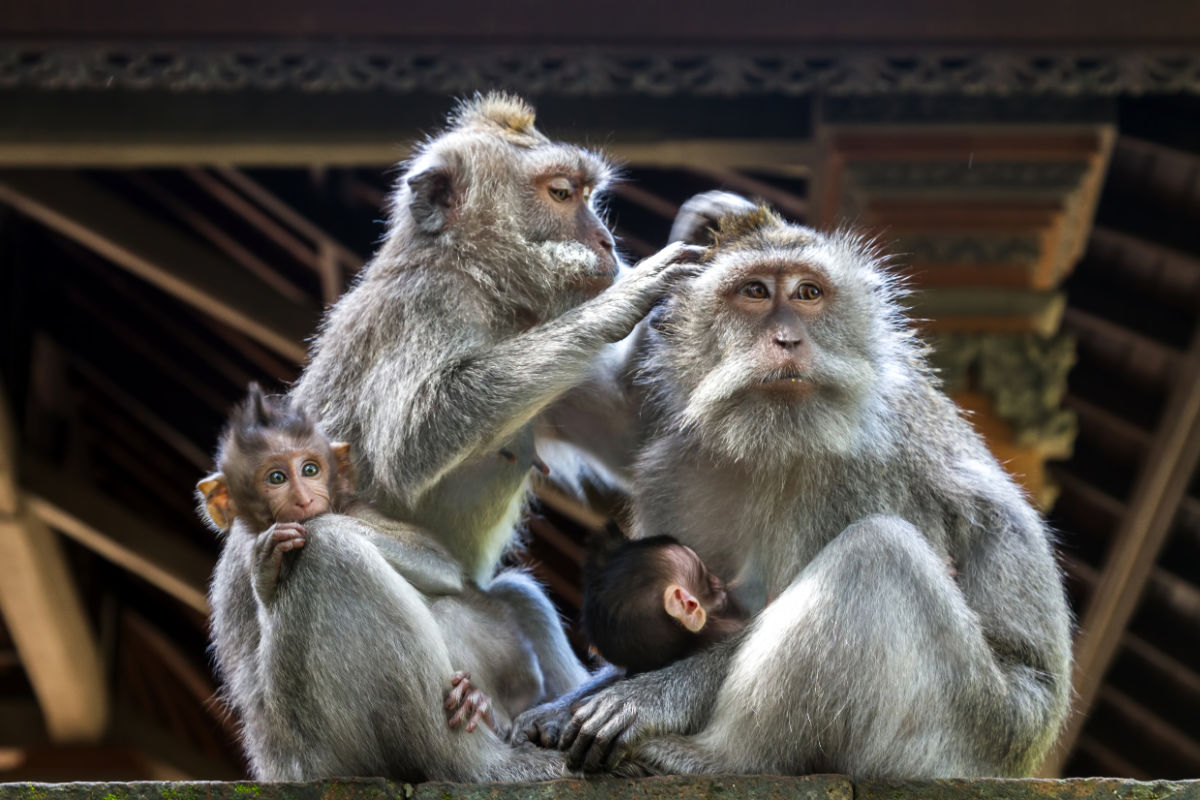 Monkeys At Ubud Monkey Forest in Bali