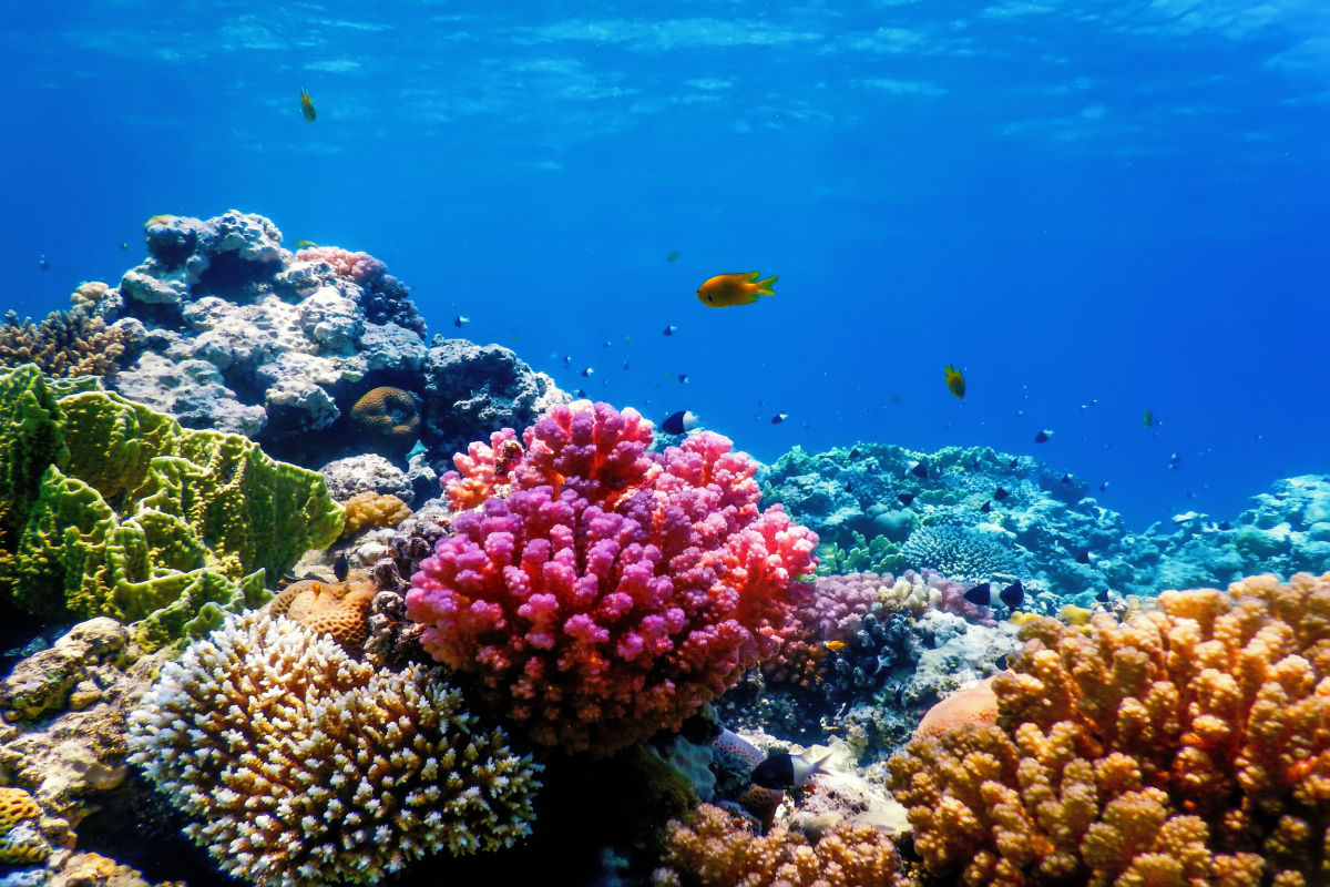 Coral Reef Under The Sea.jpg