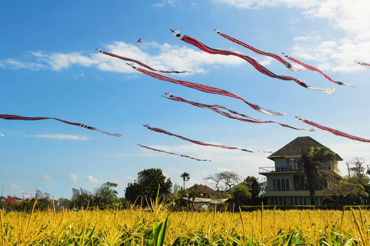 Kites fly over Bali rice feild and home .jpg