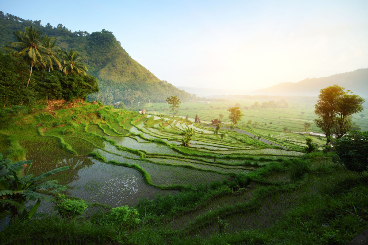 Rice Terraces In Rural Bali at Sunrise.jpg