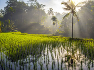 Bali’s Famous Rice Terraces Are Super Busy This Month - Here’s Where To Go Instead!