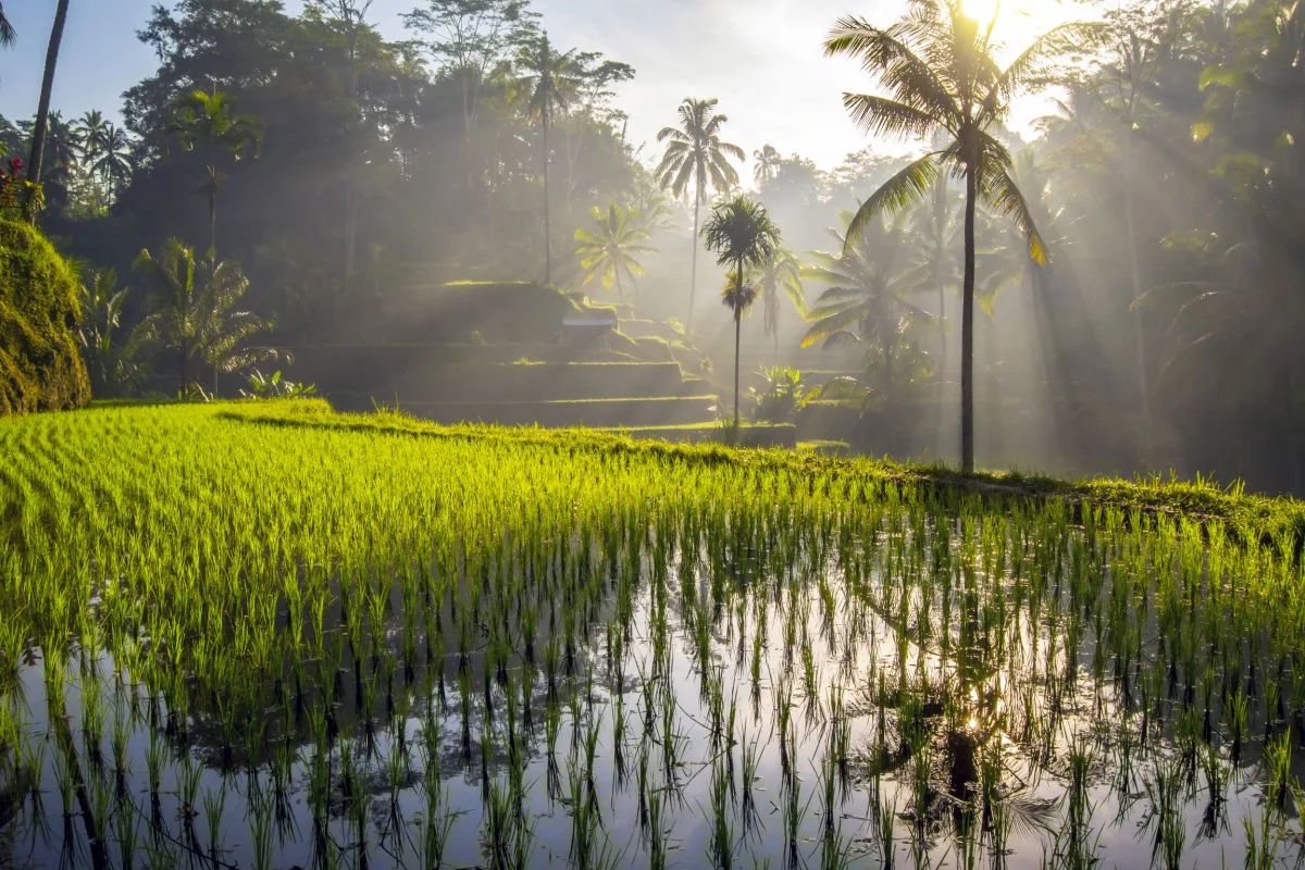 Rice Terraces In Morning Light in Bali