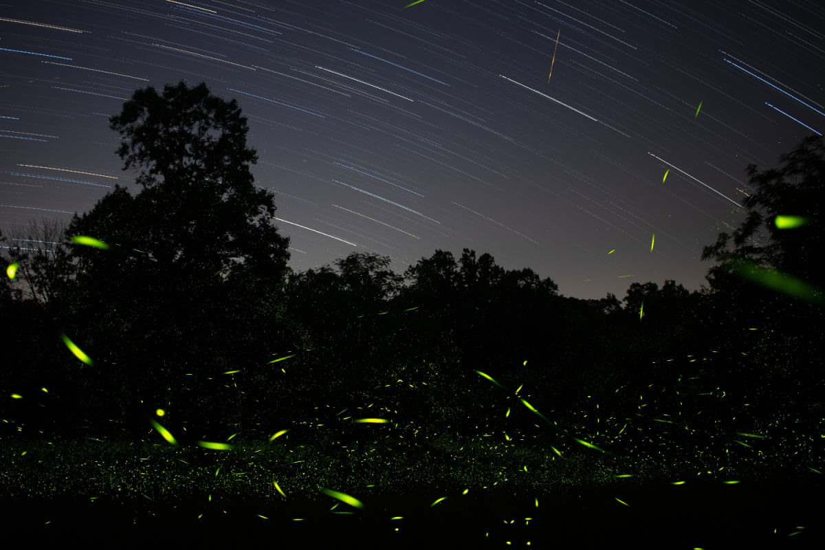 Fireflies in Garden at Nighttime.jpg
