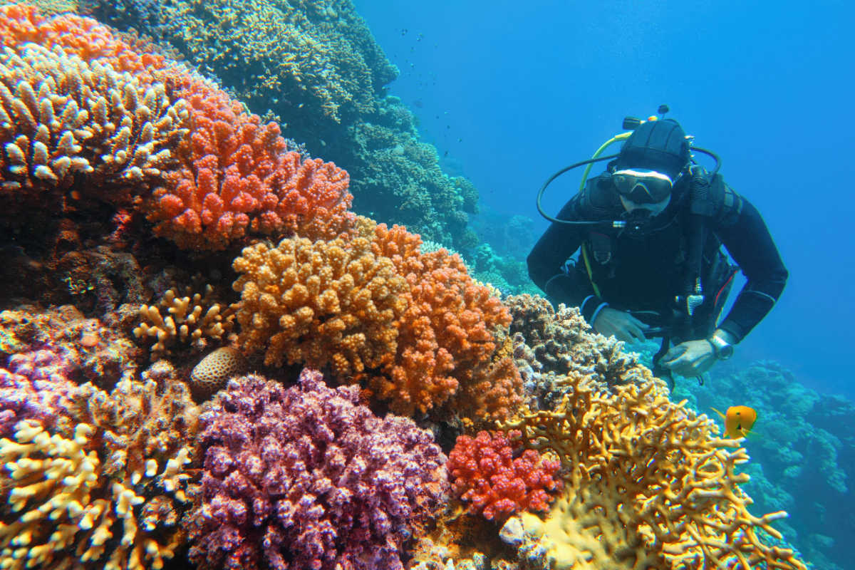 Scuba Dive Coral Reef.jpg