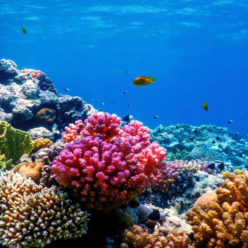 Coral Reef Under The Sea.jpg