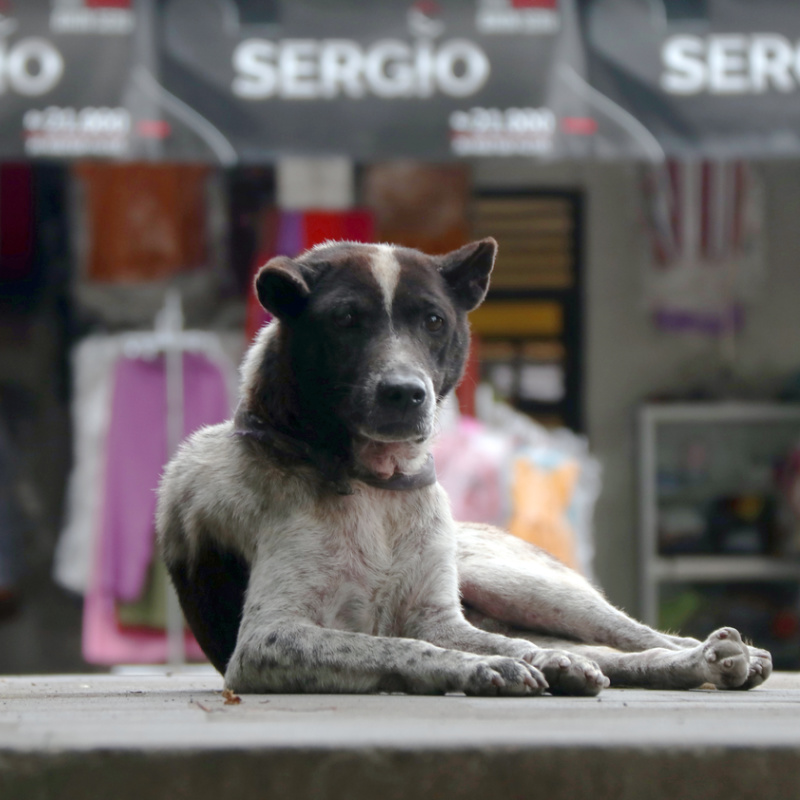 Dog-in-Bali-Sits-on-Street-at-Market