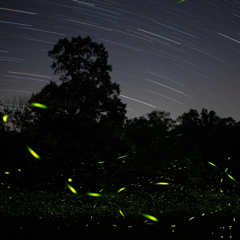 Fireflies-in-Garden-at-Nighttime