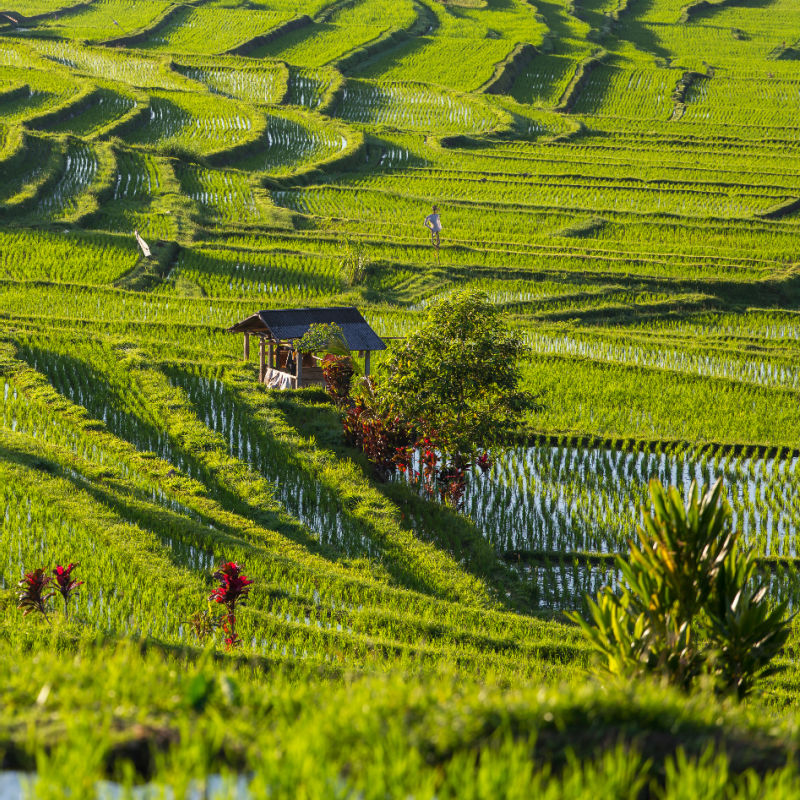 Jatiluwih-Rice-Terraces