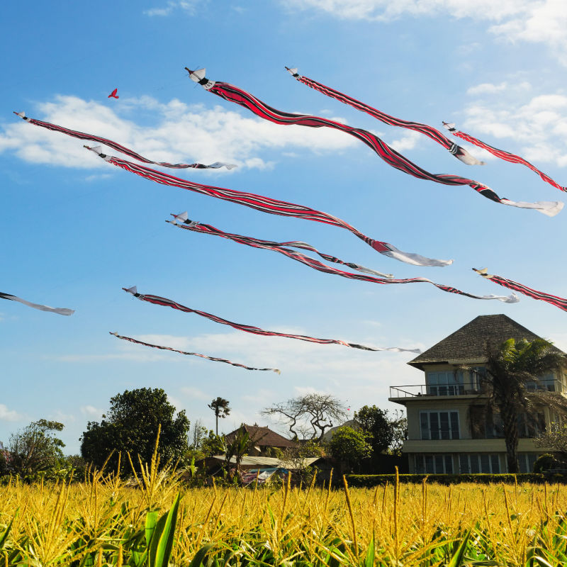 Kites-fly-over-Bali-rice-feild-and-home-