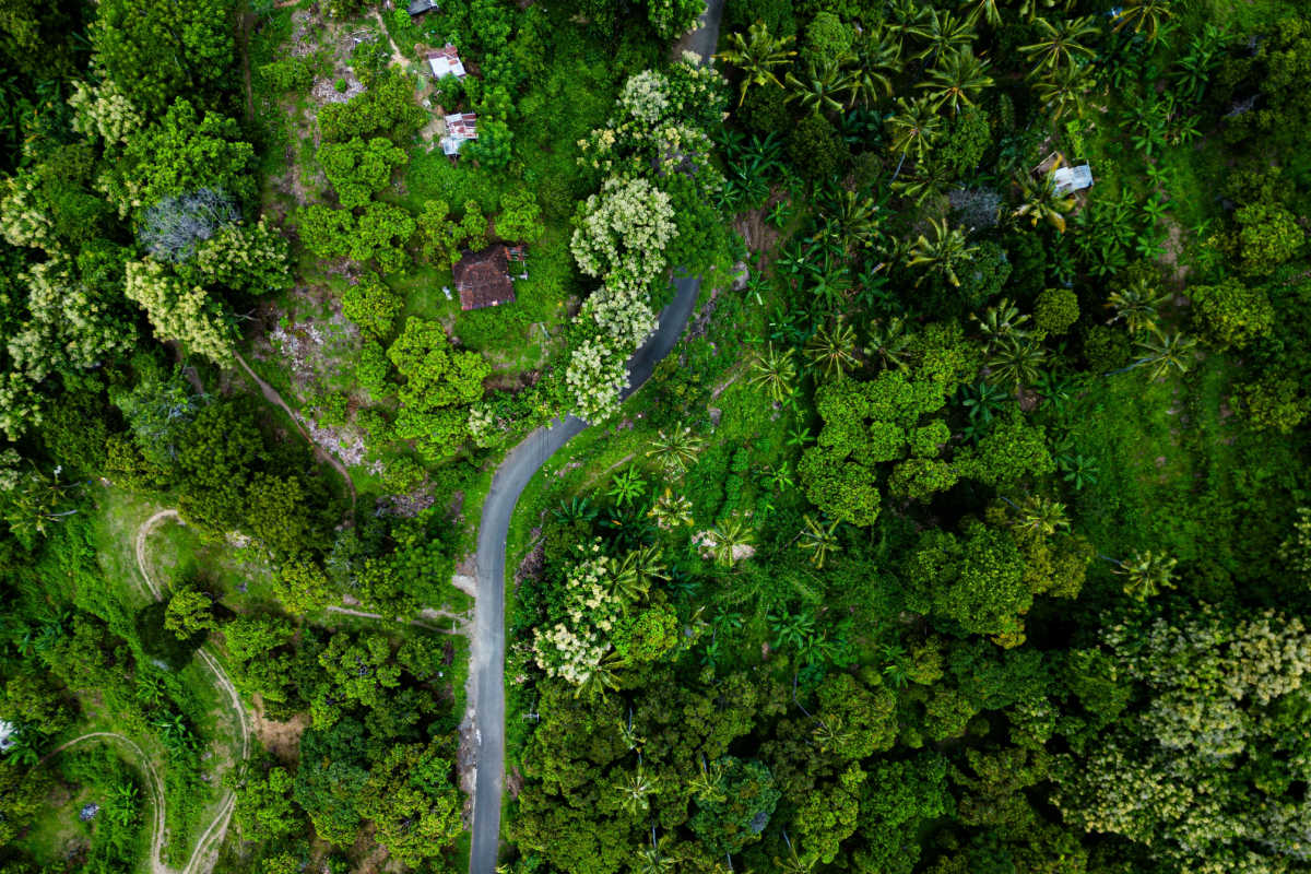 Ariel View of Bali Jungle Forest Nature.jpg