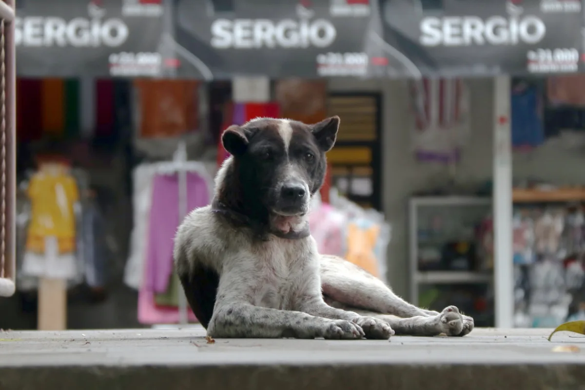 Dog in Bali Sits on Street at Market.jpg
