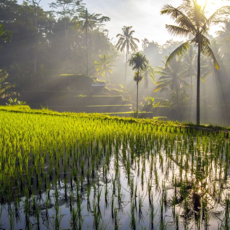 Rice-Terraces-In-Morning-Light-in-Bali