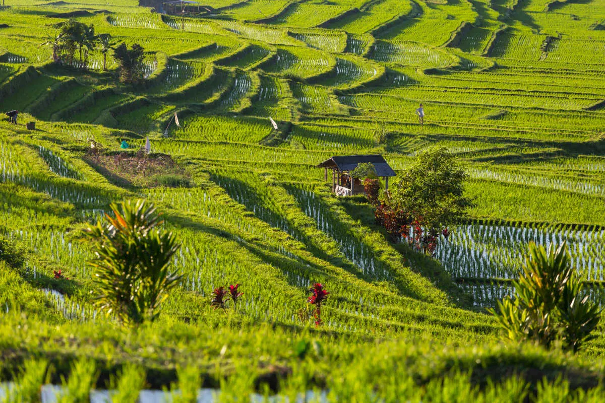 Jatiluwih Rice Terraces.jpg