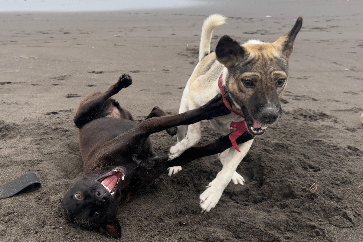 Dogs play on Bali Beach.jpg