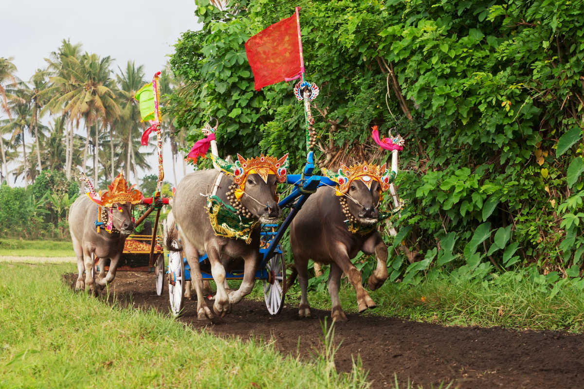 Makepung Buffalo Racing in Jembrana Bali.jpg