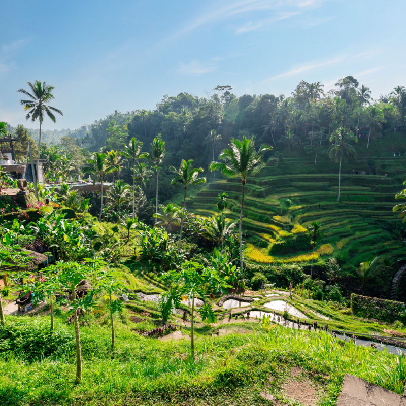 Gianyar-Regency-Rice-Terraces-Outside-Ubud-Bali